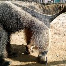 개미핥기 [anteater]포유류 이미지