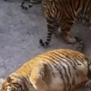 돼랑이 이미지