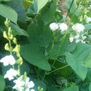 제비농장 이미지