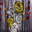 다원하개 이미지