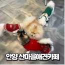 안양 애견카페 산마을애견카페 강아지 데이케어 후기