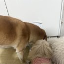 덴탈 케어 시스템 | 옵티밀 뷰티 포디움 샤이니코트 &amp; 덴탈케어사료 리뷰