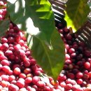 신촌농장 이미지