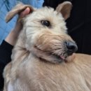 젤리펫살롱 이미지