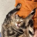 슈퍼타이 이미지