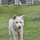 동물보육원 대전서구갈마지부 이미지