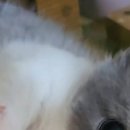 핑크젤리캐터리 이미지