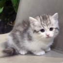 고양이입양소 이미지