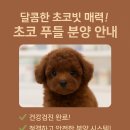 댕냥구리 강아지분양 고양이분양 구리본점 이미지