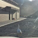 마도IC주유소 | 보령캠핑장 이안힐링랜드 계곡 낀 풍경