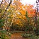 제주 한라산둘레길 갑니다 (11/27 ~ 12/2) 이미지