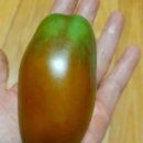 검정고드름토마토 이미지