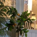 오오우키친 이미지