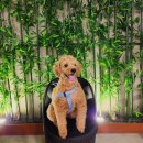 대화숯불갈비 이미지