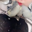 글로리플로라