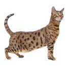 쓰담쓰담해줄개 이미지