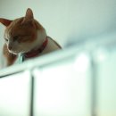 숲속고양이 이미지