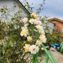 필립스(장미) 이미지