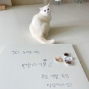 당당이네 | 고양이 인플루언서 흑당, 백당, 금당 당당이네 후기