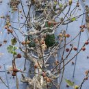 고하도안길 이미지