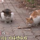 알로찬농장 이미지