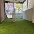 비비펫살롱 이미지