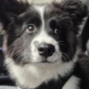 movepet 이미지
