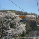 서울대공원 | [공지] [경기 과천] 서울대공원 벚꽃 오픈런 성공 후기 🌸 (올해 마지막 스카이리프트 타는법 ｜ 주차...