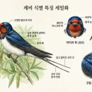 멱굴목장 | 세번째 새 '봄을 물어다 나르는 새, 제비'