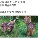 미니미 이미지