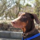 부유켄넬 이미지