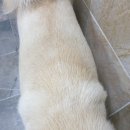 강아지 비옷 강아지 우비 멀로 아인코트3 사용 후기