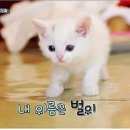 안녕고양이 이미지