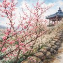정원테크 | [공지] 섬진강 광양 매화축제 다녀온 리얼 후기, 배알도 섬정원까지 힐링 코스 추천