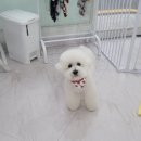 몽실묭실 이미지