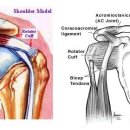 손가락, 손, 그리고 팔에 어깨 관절을 통해 몸의 다른 부분으로전달 클라이머에게 영향을 미치는 가장 흔한 어깨 고장은 어깨 관절의 이상이다 원인과 치료 이미지