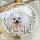 빛날시간 | 빛날시간, 포메라니안 물개컷 스트레스없이 잘 해주는 김포사우 애견미용실 내돈내산후기