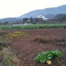 진교주유소 이미지