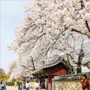 관촌리 89-1 담장 | 경주 대릉원 벚꽃 미추왕릉 4월 꽃구경 벚꽃 명소