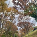 숲속의 정든집 야영장 | 대구 칠곡 송정자연휴양림 숲속의 세모집 너도밤나무 숙박 후기