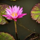 페퍼민트 스플래시 열대수련(Peppermint Splash Water Lily) 이미지
