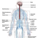 Re:Neural Mobilization: A Systematic Review of Randomized Controlled Trials with an Analysis of Therapeutic Efficacy 이미지