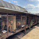 개랑, 마리 이미지