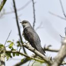 굴업도의 뻐꾸기(common cuckoo) 이미지