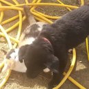 우정진도개 이미지