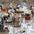 가래치기 이미지