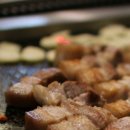 한라산도야지 이미지