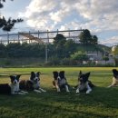 플라잉독 이미지