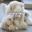 50k 반려견 유치원 이미지