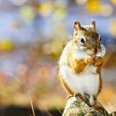 강원대학교 야생동물구조센터 이미지